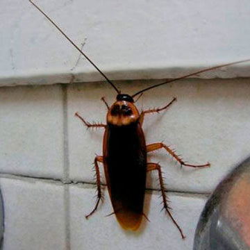 Pest Reject, Uno de cada dos edificios en España es atacado por cucarachas y ratas.