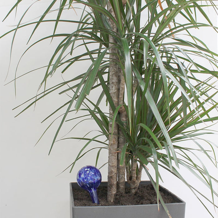 Dispensador,de,agua,para,plantas,con,mini,goteo,Juego,de,2Uds,regar,plantas, regar,petunias, jardinería, regar,plantas,de,exterior, plantas,con,flores, jardinero, sistema,de,riego, plantas,casa,