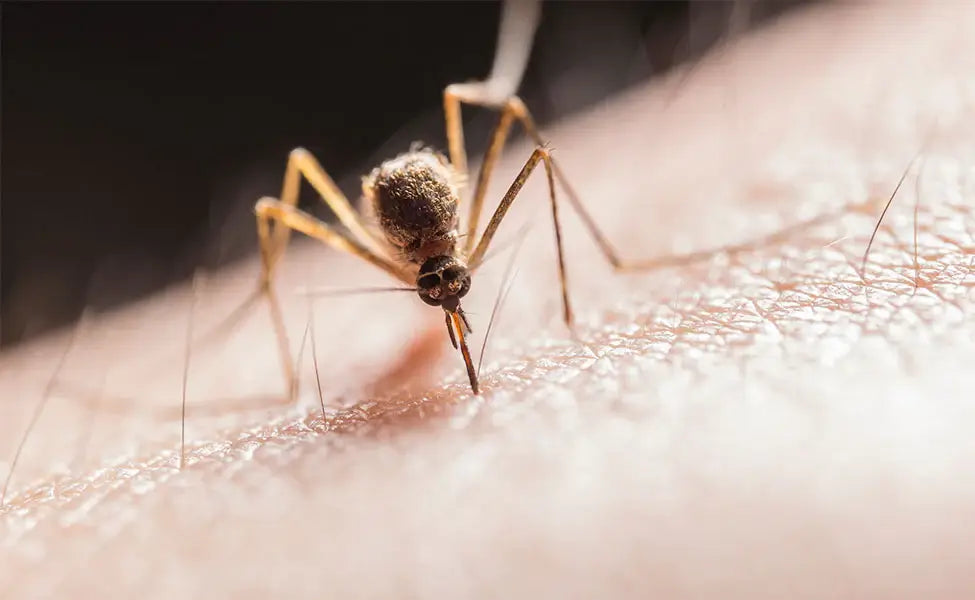 cuánto viven los mosquitos